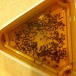 Fruit fly traps make homemade fruit fly traps to get rid of fruit flies