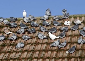 Home remedies to get rid of pigeons
