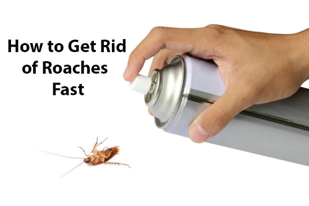 How to Get Rid of Roaches Fast