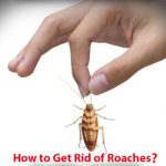 How to Get Rid of Roaches