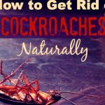 How to get rid of cockroaches naturally