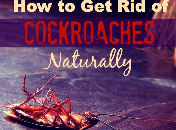 How to get rid of cockroaches naturally