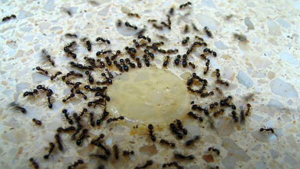 How to Get Rid of Ants Naturally and fast