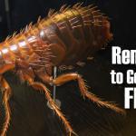 get-rid-of-fleas-fast