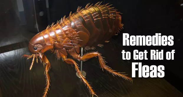 get-rid-of-fleas-fast