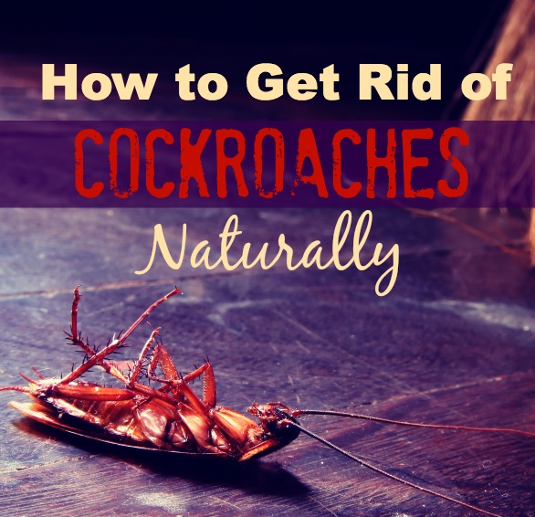 how to get rid of cocroaches naturally
