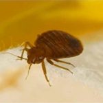 home remedies to get rid of bed bugs naturally