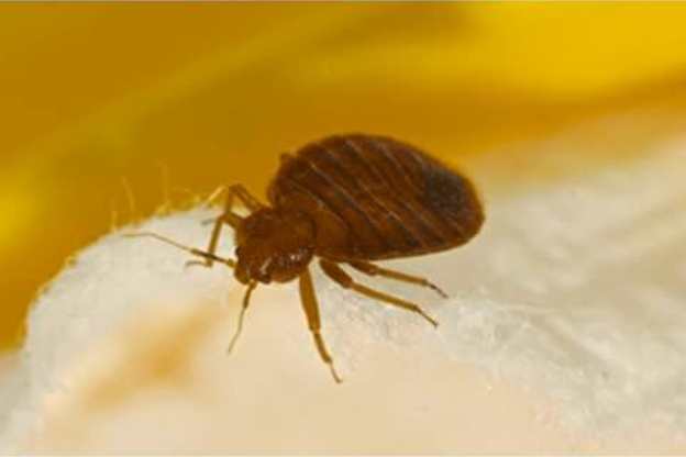 home remedies to get rid of bed bugs naturally