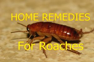 Home Remedies for Cockroaches Removal