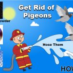 home remedies to get rid of pigeons 1