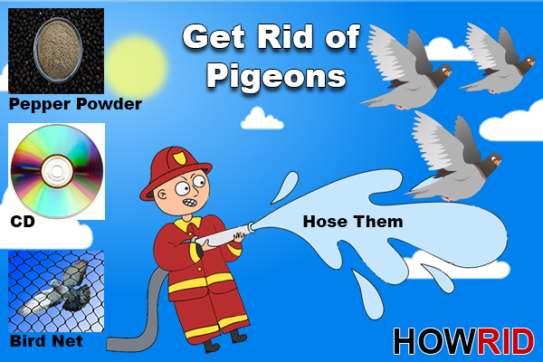 home remedies to get rid of pigeons 1