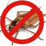how-to-get-rid-of-cockroaches-fast
