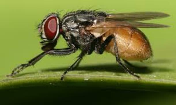 Home Remedies for Flies