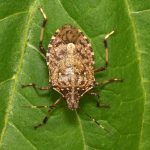How to Get Rid of Stink bugs Naturally?