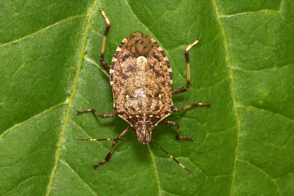How to Get Rid of Stink bugs Naturally?