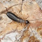 How to Get Rid of Earwigs