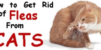 How to Get Rid of Fleas From Cats