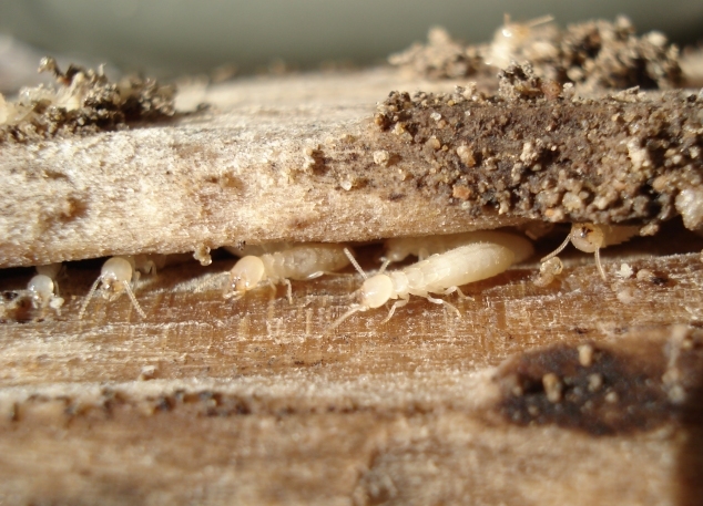 How to Get Rid of termites fast and naturally