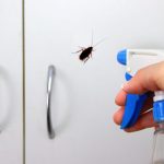 How to kill roaches