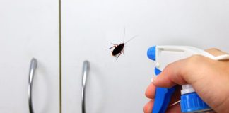 How to kill roaches
