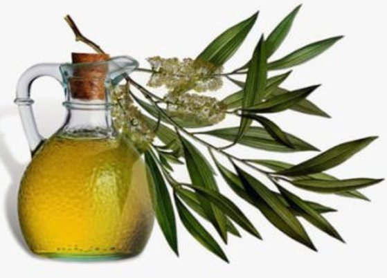 Tea tree oil for hair