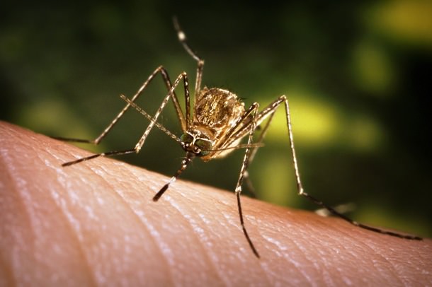 home remedies to treat dengue
