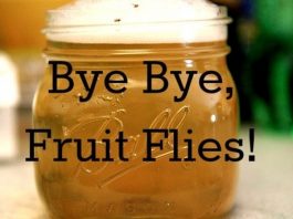 Home Remedies to Get Rid of Fruit Flies Naturally