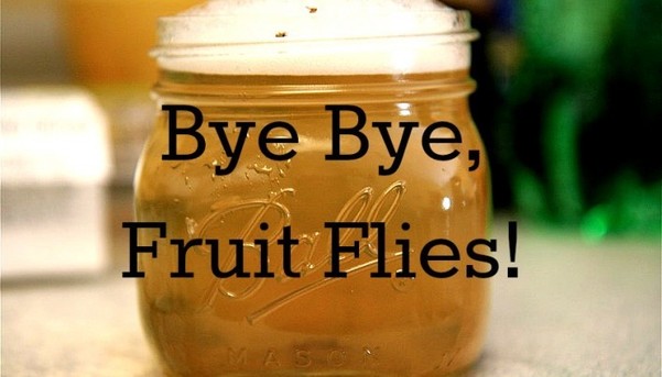 Home Remedies to Get Rid of Fruit Flies Naturally