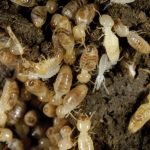 How to Get Rid of Termites Yourself Without Chemicals