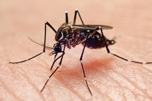 how to recover from chikungunya