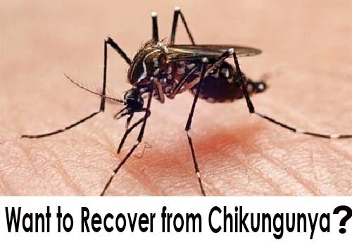 Recover From Chikungunya