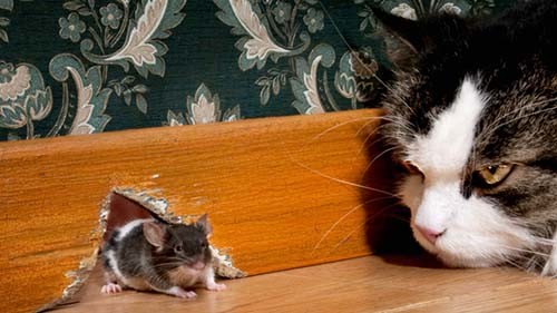 How to get rid of mice fast