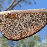 how to get rid of beehive