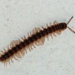 how to get rid of centipedes in your house naturally