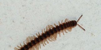 how to get rid of centipedes in your house naturally