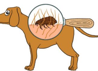 how to get rid of fleas from dogs