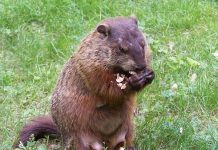 home remedies to get rid of groundhogs naturally
