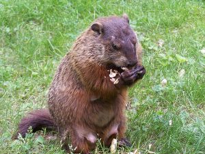 Home Remedies to Get Rid of Groundhogs Naturally