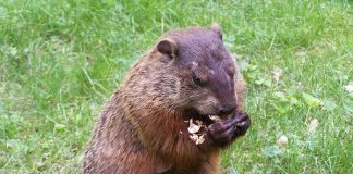 home remedies to get rid of groundhogs naturally