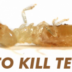 how to kill termites