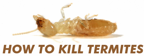 how to kill termites