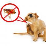 Get Rid of Fleas From Dogs