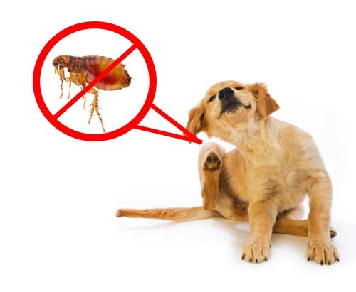how to get rid of fleas from dogs