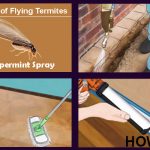 how to get rid of flying termites 1