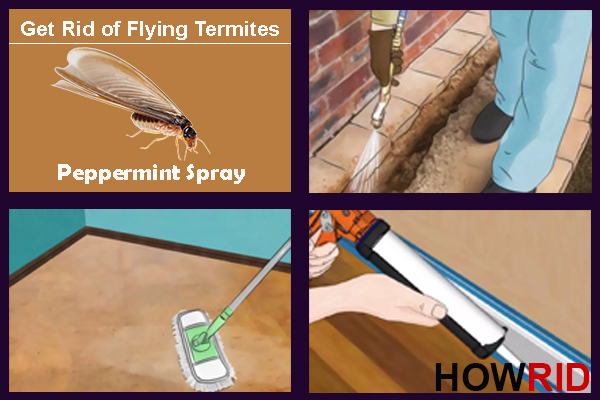 How to Get Rid of Flying Termites (Winged Termites)