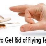 get rid of flying termites fast