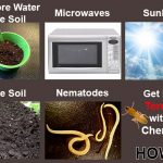 how to get rid of termites yourself without chemicals 1