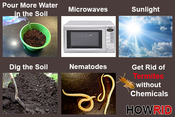 how to get rid of termites yourself without chemicals 1