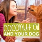 How to use coconut Oil for Dogs and benefits