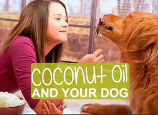 How to use coconut Oil for Dogs and benefits